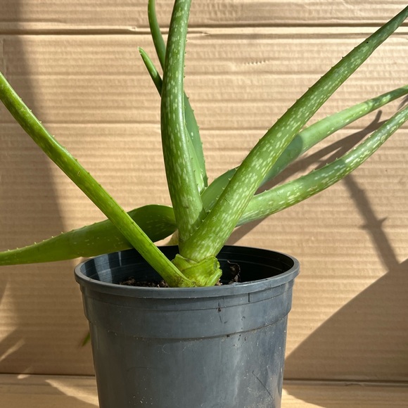 Aloe Vera (1, large) - Picture 1 of 2